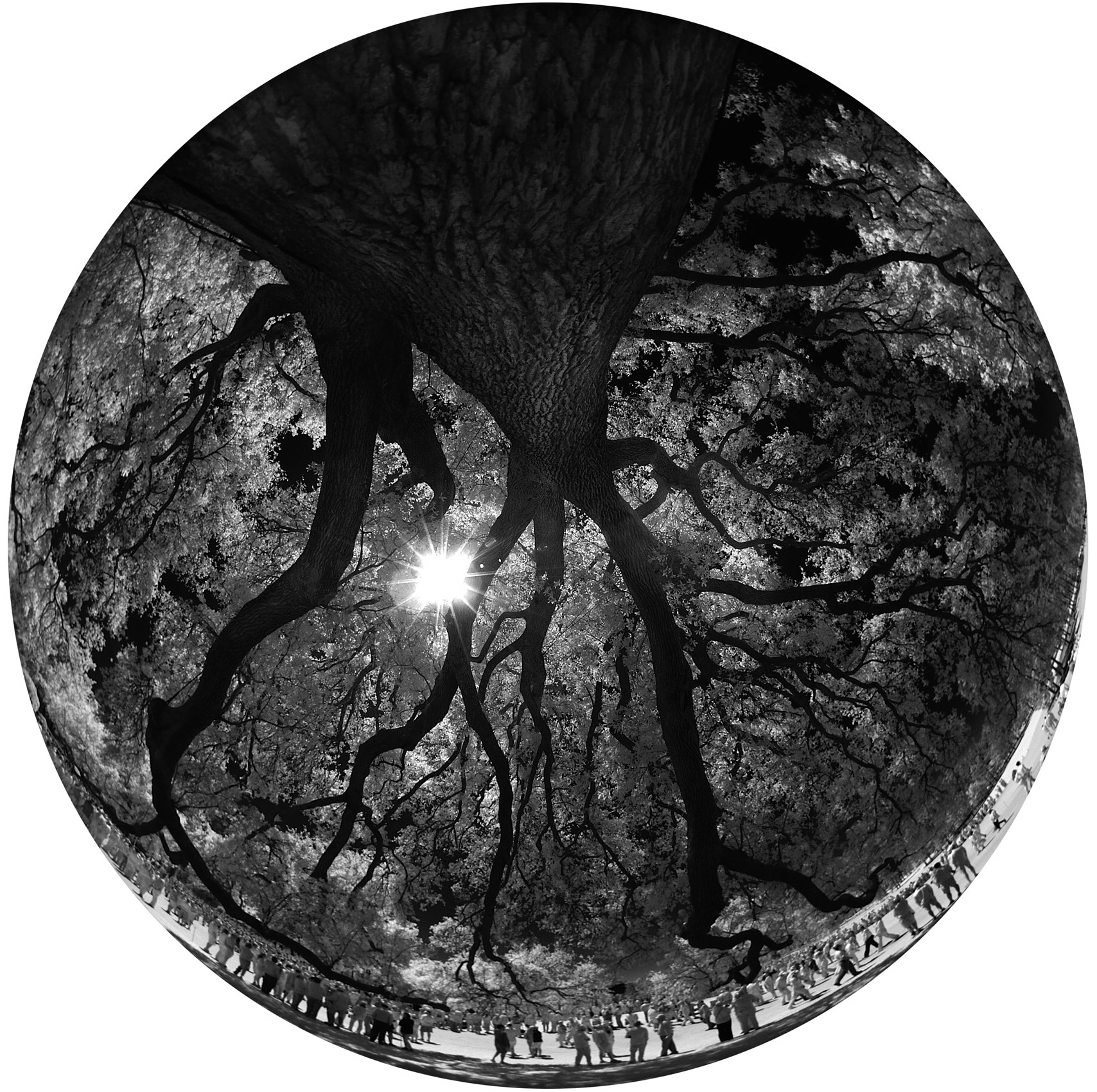 11x17-Masters-tree
